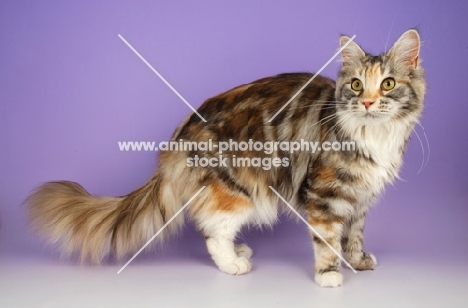 standing maine coon, silver tortie tabby colour