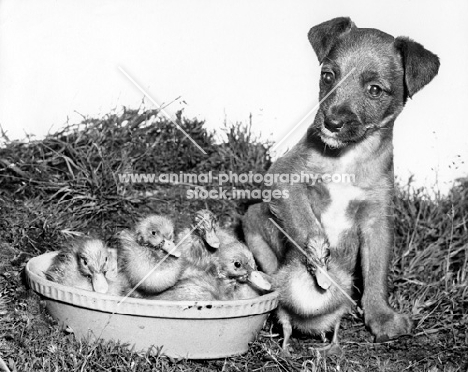 Puppy sitting next to ducklings