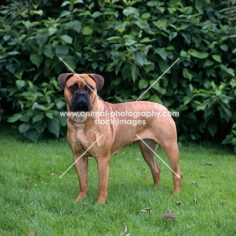 bullmastiff standing on grass