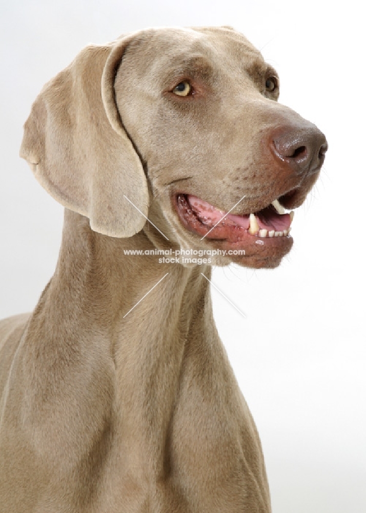 Australian Champion Weimaraner on white background