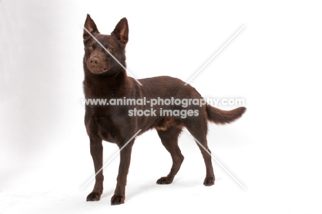 Australian Champion, Australian Kelpie in studio