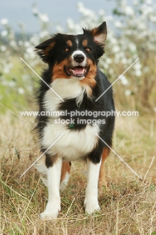 Border Collie standin on grass