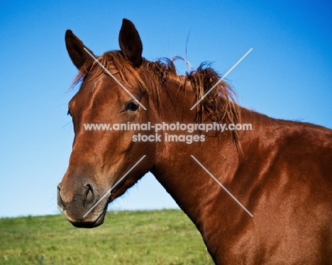 chestnut canadian sport horse filly