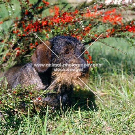 wire haired dachshund underneath shrubs