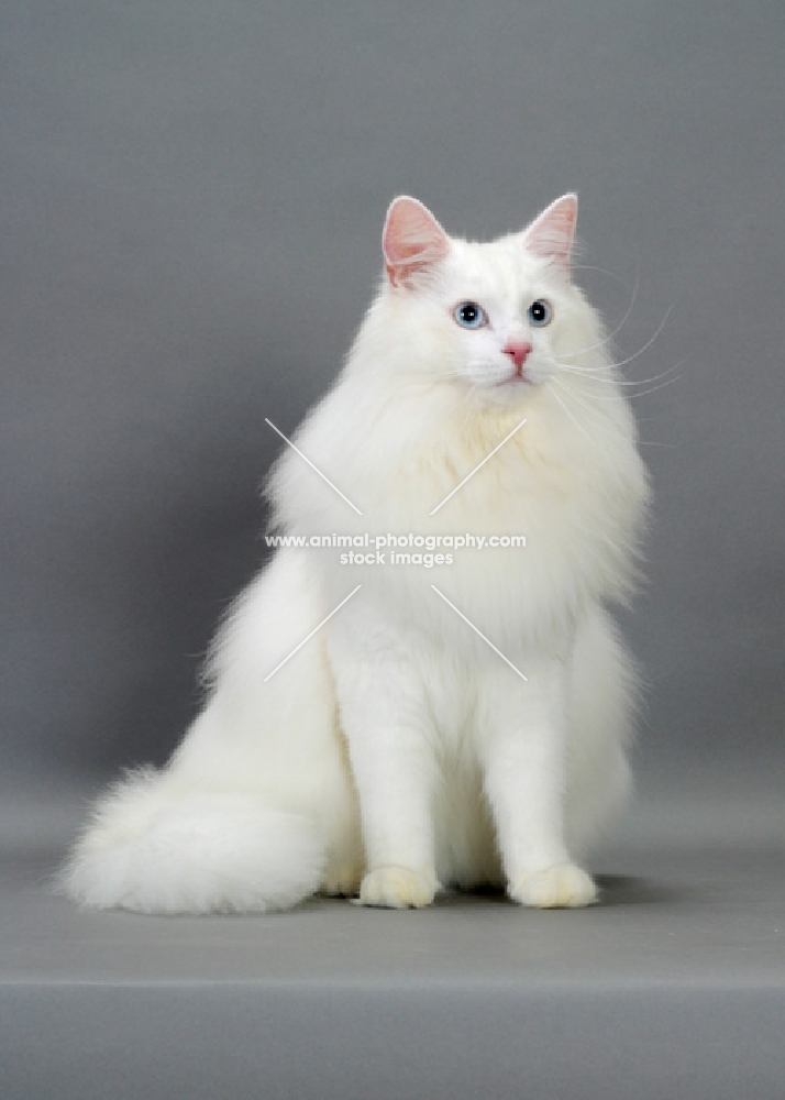 white Norwegian Forest cat sitting on grey background