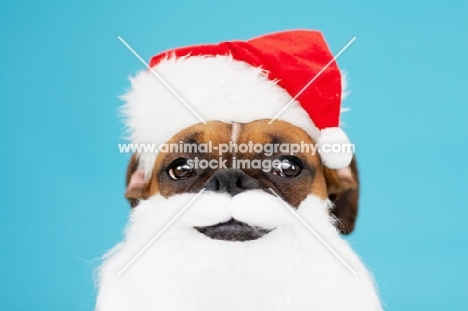 Boxer dressed up as father christmas