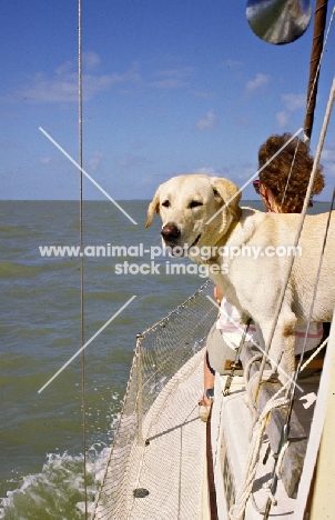 yellow labrador on yacht sailing off florida