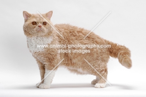 Selkirk Rex on white background, Cream Classic Tabby & White, standing