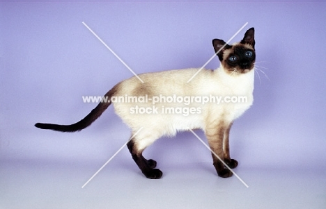 seal point traditional old style Siamese cat standing on purple background