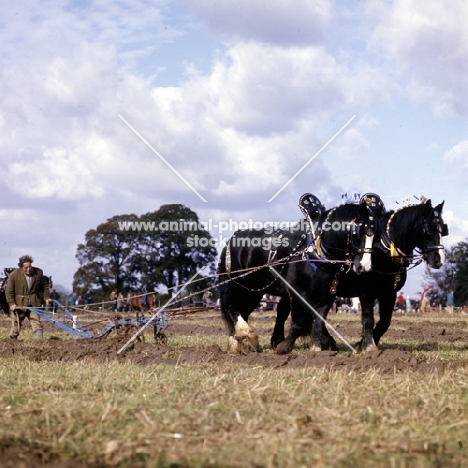 two heavy horses ploughing