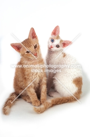 red and red and white LaPerm cats