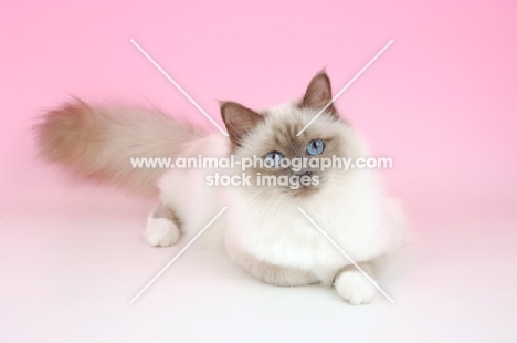 blue point Birman resting on pink background