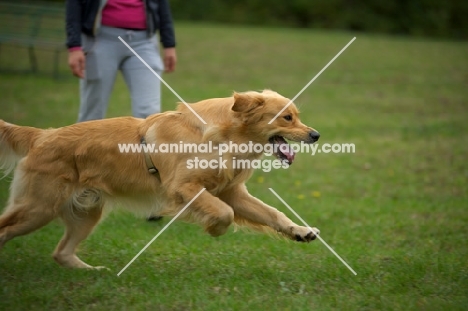 happy golden retriever running at full speed