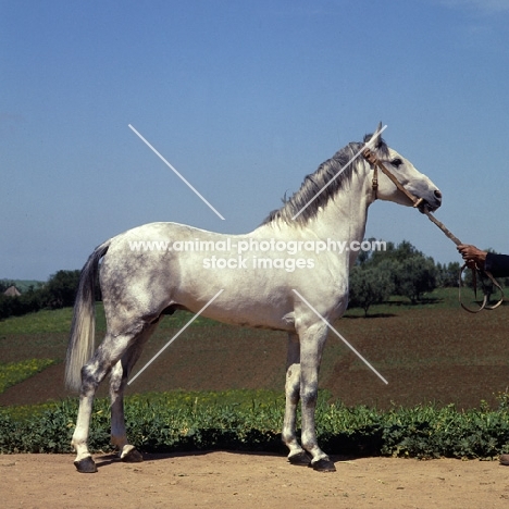 Meftah, Barb stallion at Tiflet