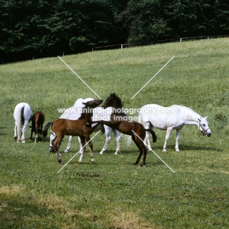 2 lipizzaner foals, one rearing and pawing, dancing at piber