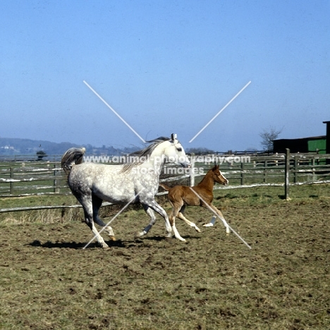 Arab UK mare and foal cantering together