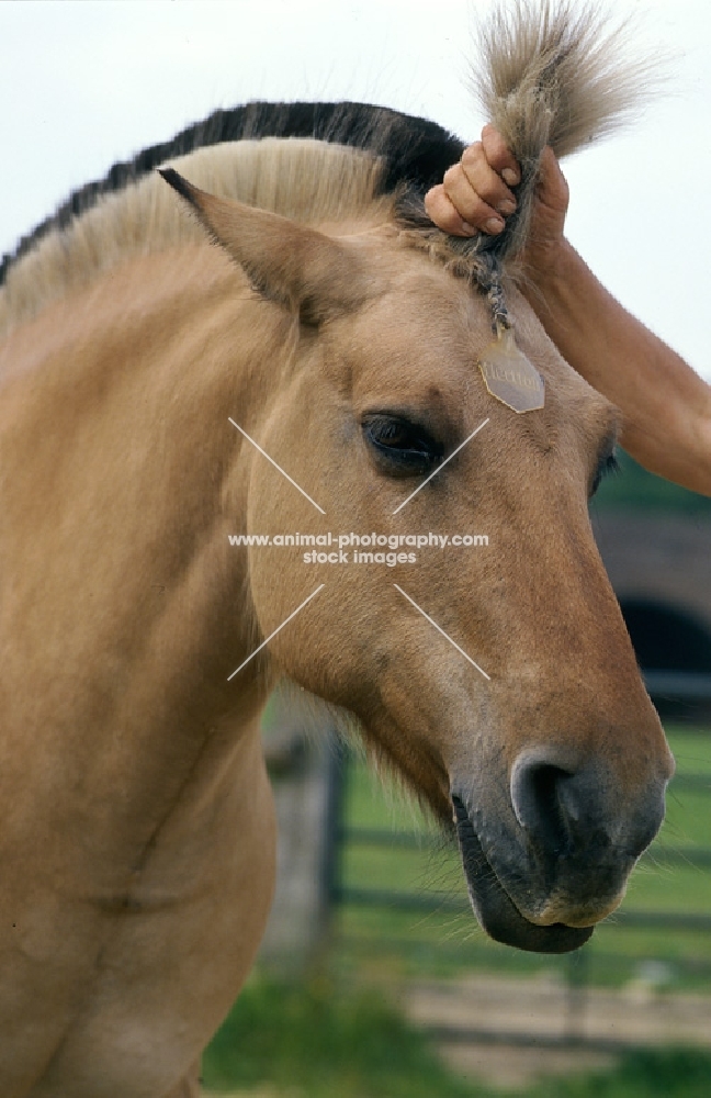 Fjord Pony close up, head showing fly repellant disc