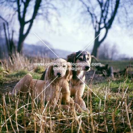 saluki puppies from windswift kennels in stubble field