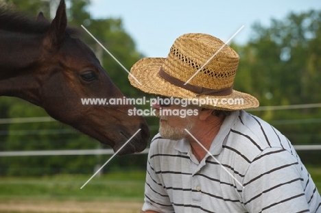 man looking at Appaloosa foal