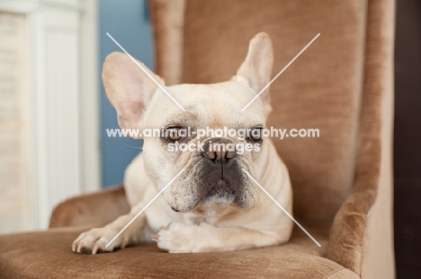 French Bulldog sitting on brown chair with one paw tucked.