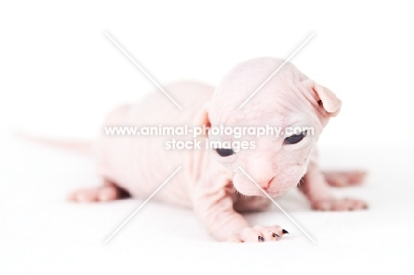 1 week old Sphynx kitten