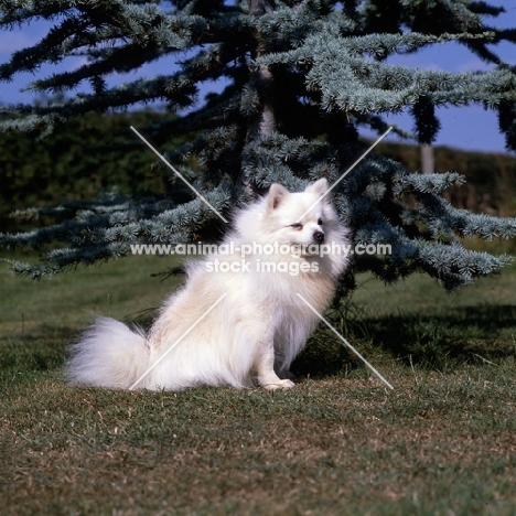 cuchilo pearly king (polo),  german spitz  (klein) sitting