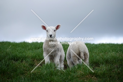 two texel cross lambs, front view and back view