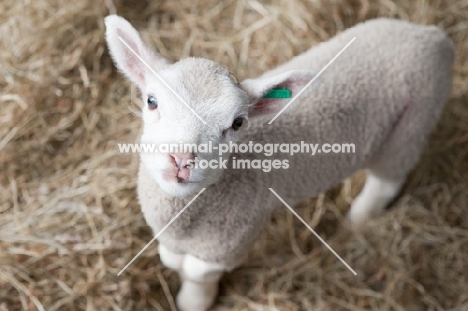 Lleyn lamb looking up at camera standing in some hay.