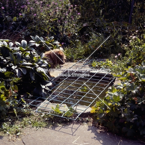 norfolk terrier looking at covered pond