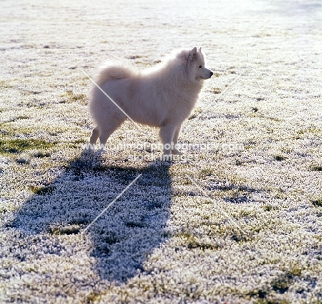 samoyed in frosty field