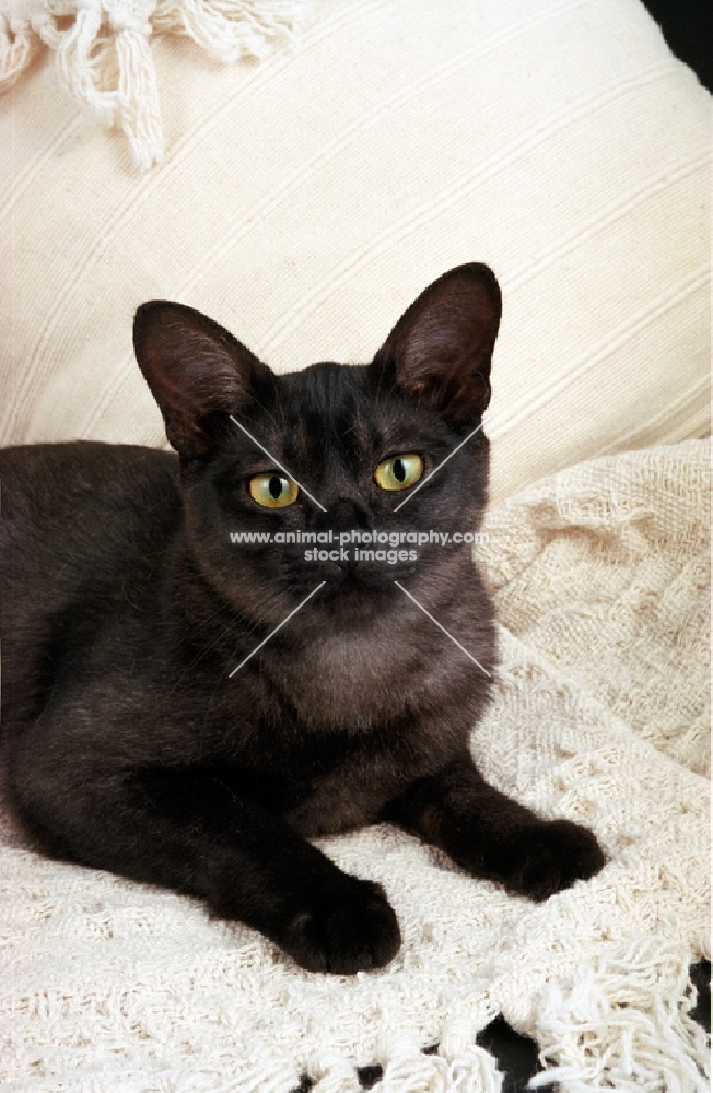 Black smoke Asian cat