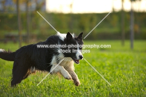 black and white border collie running in a park