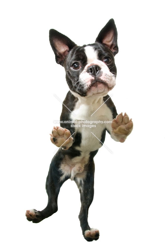 Boston Terrier standing on hind legs, shot from below