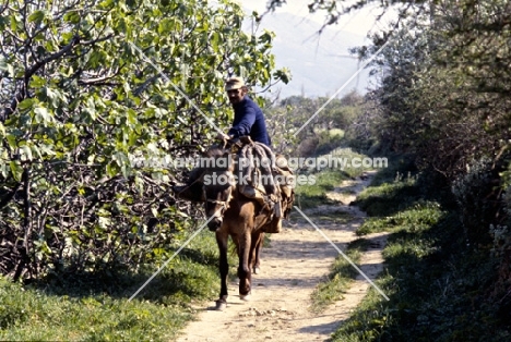 working skyros pony with man riding on skyros island, greece