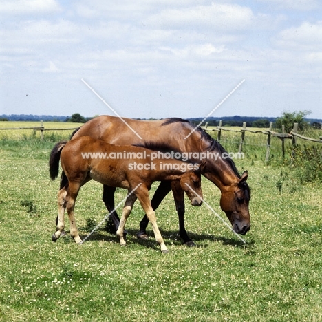 quarter horse mare and foal walking, about to graze
