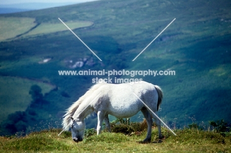 grey dartmoor pony grazing