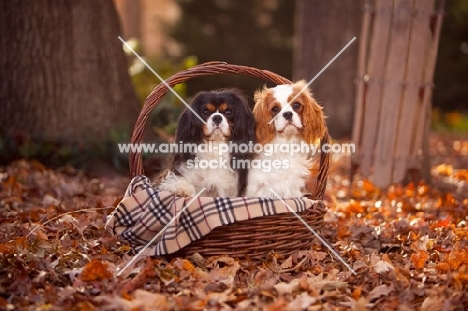 two cavalier king charles spaniels in basket