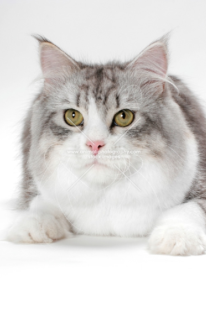 Siberian cat lying down, silver mackerel tabby & white colour