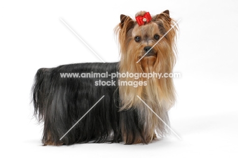 Australian Champion Yorkie