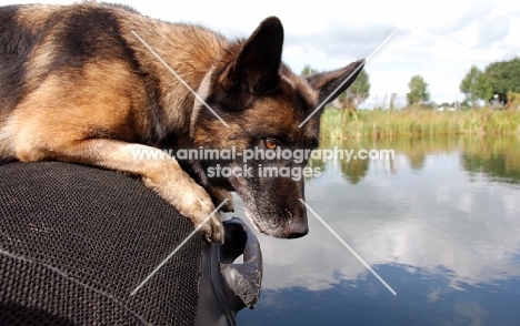 trained German Shepherd Dog in boat