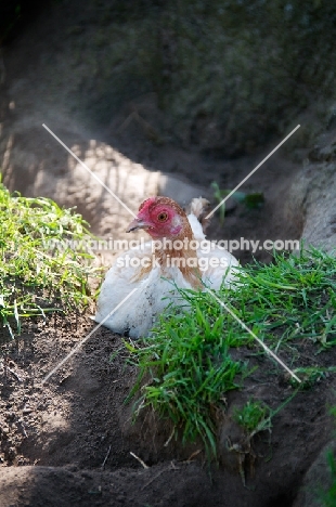 Chicken lying down