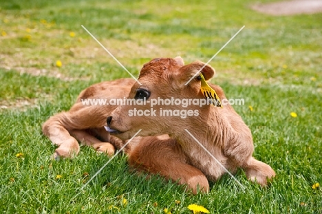 Jersey Calf