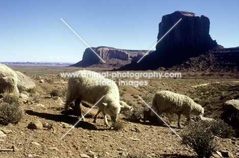 navajo-churro sheep in monument valley, usa