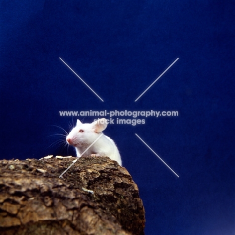 white mouse on a log