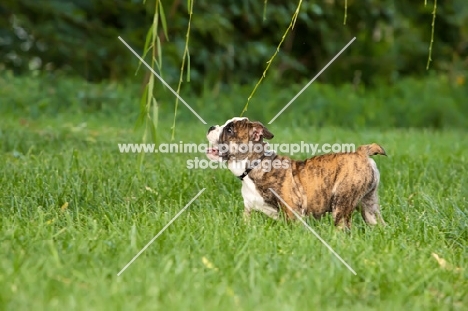 Bulldog puppy on grass