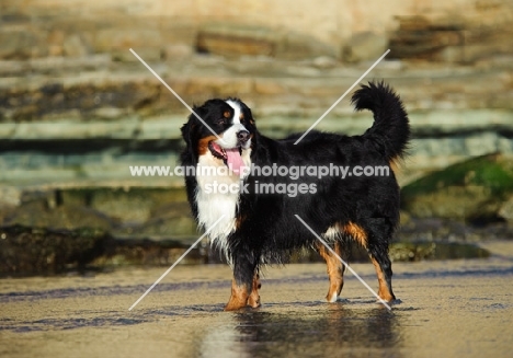 Bernese Mountain Dog (aka Berner Sennenhund) near rocks