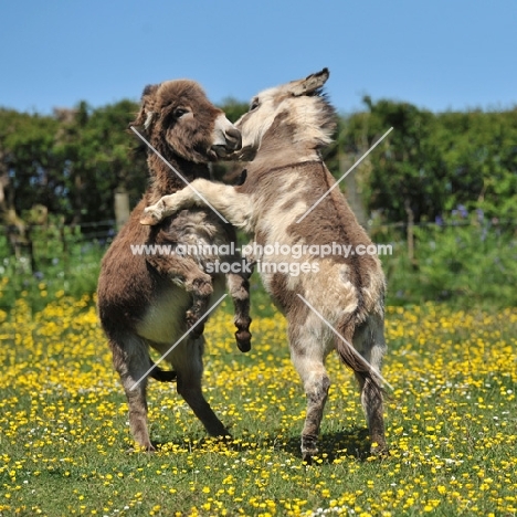 two donkeys fighting in field, full body