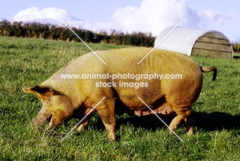 tamworth pig walking in field at heal farm
