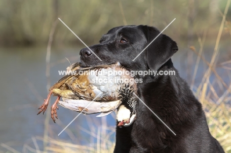 black Labrador retriever retrieving