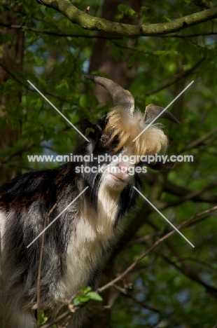 Dutch landrace portrait